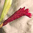 Alpinia Purpurata