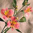 Conocida también como lirio peruano, lleva el nombre del botánico Klas Von Alstroemer.