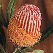 Protea banksia