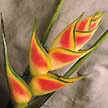 Heliconia tropical o heliconia del Caribe.