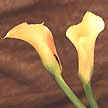 Flor original de Sudáfrica desde los tiempos ancestrales.