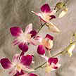 Dendro significa árbol. El dendrobium es una orquídea que se puede encontrar sujeta a los árboles.