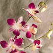 Dendrobium 