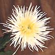 Muy cultivado en Colombia, se conoce también como crisantemo colombiano.