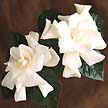 Flor perfumada que significa agradecimiento.