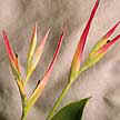 Una de las muchas variedades de heliconia.