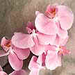 Orquídea Phalaenopsis tal como se conoce; se encuentra en ramas que pueden tener hasta 25 flores.