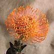 Una de las numerosas variedades de protea.