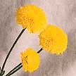 Variedad de crisantemo que recibió ese nombre debido a su forma.