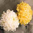 Más conocido como crisantemo bola.