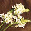 Tiene un aroma muy agradable. (Ornithogalum)
