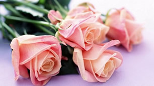 Rosas individuales de color rosado pálido